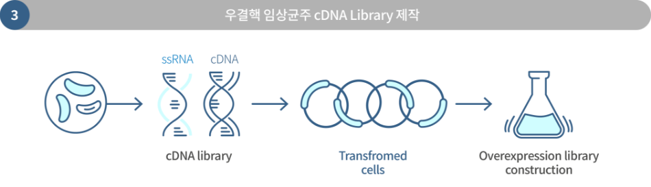 우결핵 임상균주 cDNA Library 제작