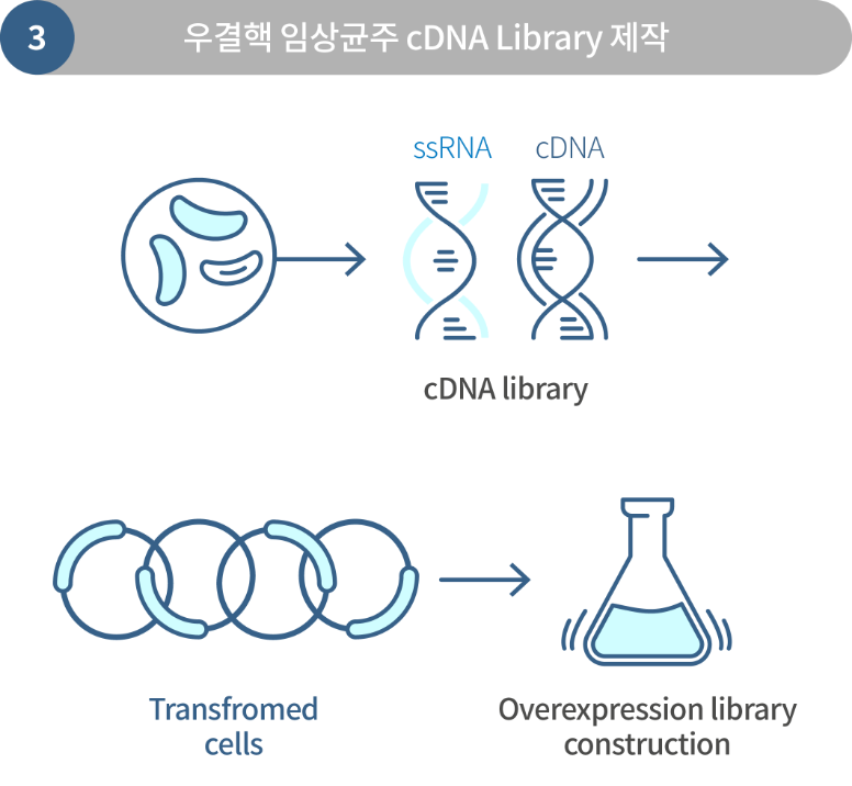 우결핵 임상균주 cDNA Library 제작 -모바일 화면용 이미지
